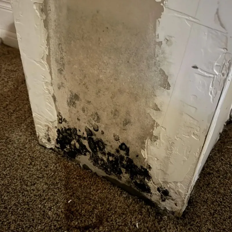 Professional Mold Removal in Yosemite Lakes, CA